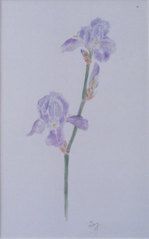 Two Light Purple Irises